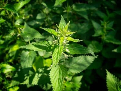 Kopriva (Urtica dioica)